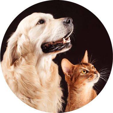 Icono de la categoría